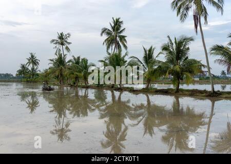 Sungai Udang, Penang/Malaysia - Mar 05 2017: Malays contadino uso trattore aratura. Foto Stock