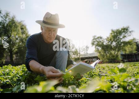 Uomo stropicciato con libro che esamina il raccolto contro il cielo chiaro durante giorno di sole Foto Stock