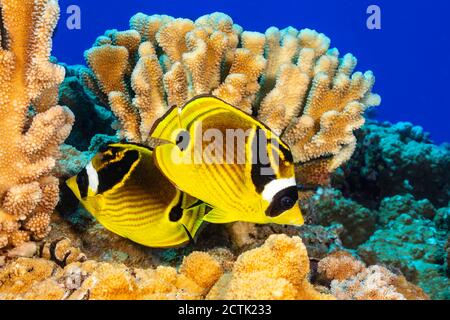 Un paio di pesci butterflyfish di raccoon, lunula di Chaetodon e corallo duro, Hawaii. Foto Stock