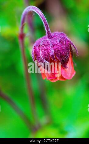 Testa di avens acqua (Geum rivale) fiorente in primavera Foto Stock