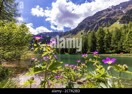 Fiori selvatici fioriti sulla riva di Lai da Palpuogna in estate Foto Stock