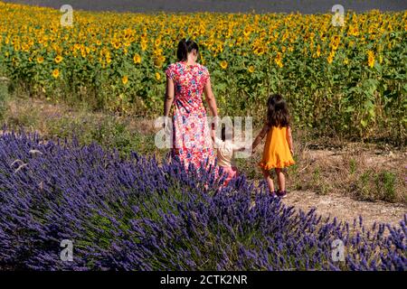 Madre con figlie che camminano tra lavanda e campo di girasole durante estate Foto Stock