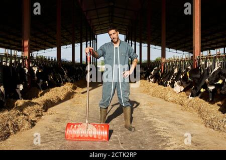 Coltivatore che tiene la pala mentre mano sull'anca in piedi nel bestiame bovino circondato da mandria di mucche Foto Stock