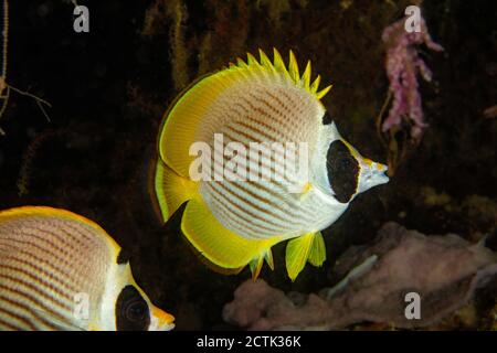 Il filippino butterflyfish, Chaetodon adiergastos, è noto anche come un panda butterflyfish, Filippine. Foto Stock