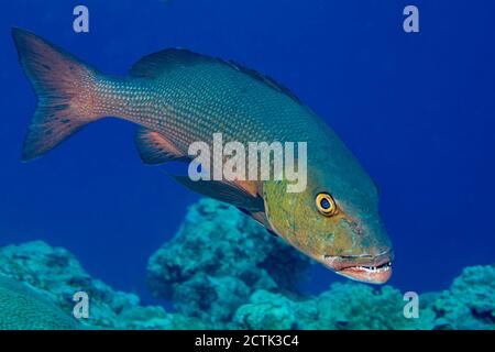 Il dentice rosso, Lutjanus bohar, è un predatore impressionante, Yap, Micronesia. Questa immagine è stata presa ad un'alimentazione di squalo dove il dentice ha preso spesso Foto Stock