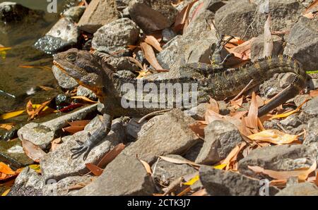 Lucertola del drago d'acqua orientale, Intellagama lesueurii mimetizzata tra le rocce accanto all'acqua di un lago in un parco cittadino nel Queensland Australia Foto Stock