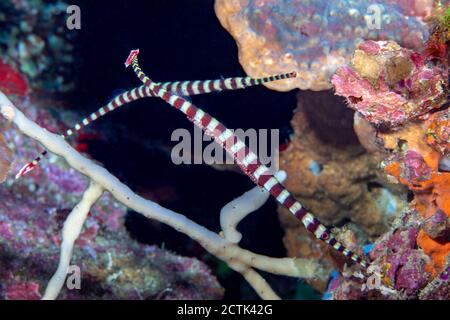Il pesce pipefish a fasce maschili, Dunkerocampus dactyliophorus, è raffigurato qui portando le uova della femmina appena dietro, Dumaguete, Filippine. Foto Stock