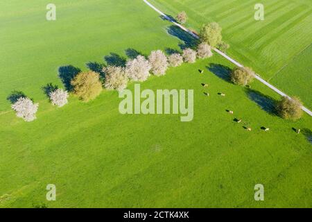 Drone vista di mucche pascolo per fila di fiori selvatici Ciliegie (Prunus avium) in primavera Foto Stock