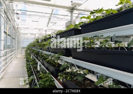 Primo piano di piante in vaso che crescono su scaffali in serra Foto Stock