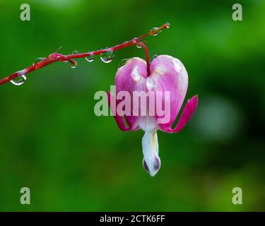 Cuore sanguinante (Lamprocapnos spectabilis) fiore coperto di gocce di pioggia Foto Stock