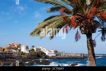 Spagna, Isole Canarie, Puerto de la Cruz, palme sulla passeggiata di Punta del Viento in estate Foto Stock