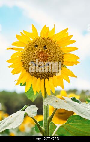 Primo piano di girasole con faccia sorridente nel campo contro il cielo Foto Stock