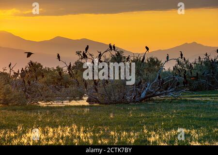 Gregge di cormorani che perching su alberi che crescono sulla riva del lago Kerkini all'alba, Macedonia, Grecia Foto Stock