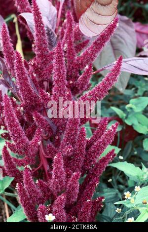 Splendida Borgogna Amaranthus cruentus fiori sulla trama in autunno. Messa a fuoco selettiva. Foto Stock