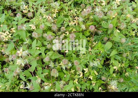 Cespugli di clematis sbiaditi con fiori fantasia e shaggy. Fuoco selettivo. Foto Stock