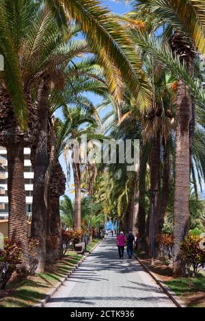 Spagna, Isole Canarie, Puerto de la Cruz, viale alberato in estate Foto Stock