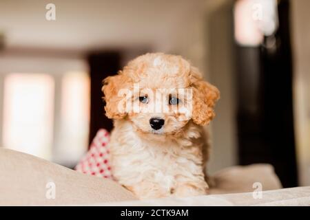 Primo piano di adorabile cucciolo seduto sul divano Foto Stock