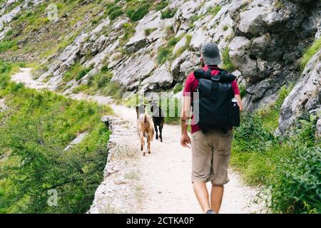 Uomo con zaino escursioni in montagna con capre in background a Ruta del Cares, Asturias, Spagna Foto Stock