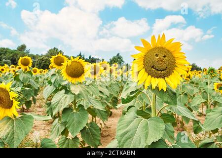 Primo piano di girasoli con faccia sorridente in campo contro nuvoloso cielo Foto Stock