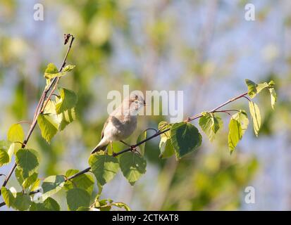 Ritratto del cannocchiale eurasiatico (Acrocephalus scirpaceus) perching su ramo frondoso Foto Stock