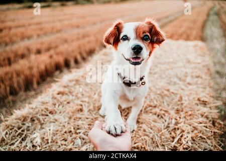 Mano della donna che tiene la zampa del cane sulla balla di paglia Foto Stock