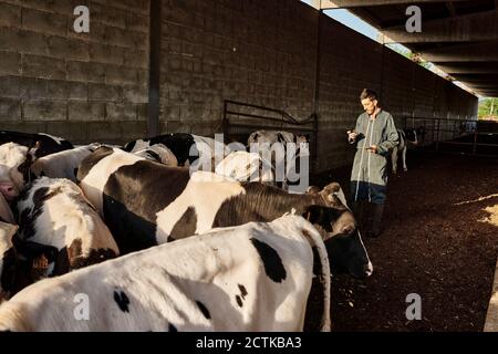 Controllo contadino sui tori al capannone in azienda Foto Stock