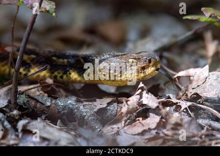 Legname Rattlesnake (Crotalus horridus) - Bracken Mountain Preserve, vicino Pisgah National Forest - Brevard, Carolina del Nord, Stati Uniti Foto Stock