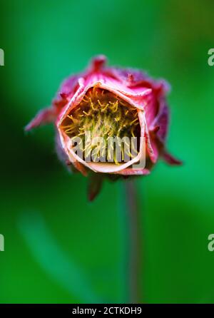 Testa di avens acqua (Geum rivale) fiorente in primavera Foto Stock