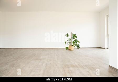 Monstera deliziosa sul pavimento contro parete bianca in nuovo vuoto casa Foto Stock