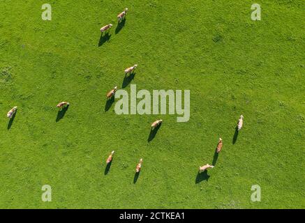 Drone vista di mucche pascolando in verde primavera prato Foto Stock