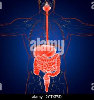 Anatomia del sistema digestivo umano per l'illustrazione 3D del concetto medico Foto Stock