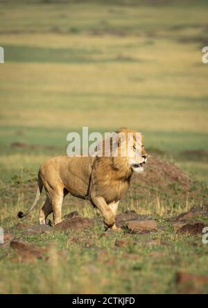 Ritratto verticale di un leone maschio con una bella mane Camminando sopra le rocce in Masai Mara in Kenya Foto Stock