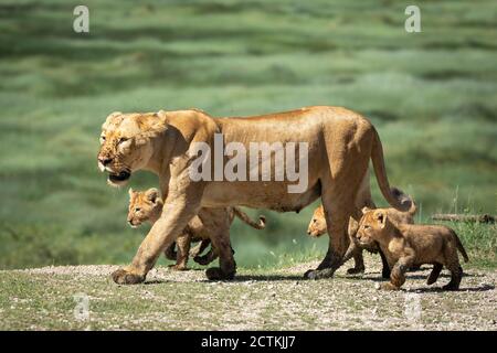 La leonessa madre e i suoi piccoli leoni che camminano insieme dentro Ngorongoro in Tanzania Foto Stock