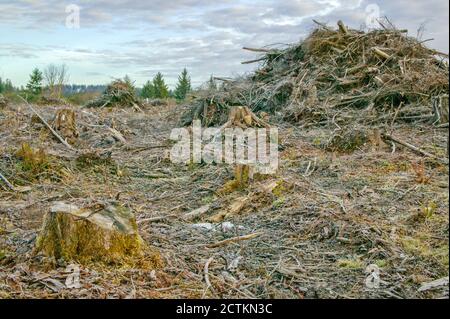 Olympic National Forest, Washington, USA. Fustellato e mucchi di detriti da taglio (pali di sbarra) sulla Pennisula olimpica. In genere, i tagli di pulizia Foto Stock