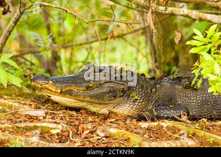 Corkscrew Swamp Sanctuary, Florida, USA. Alligatore americano che riposa su un tronco. Foto Stock