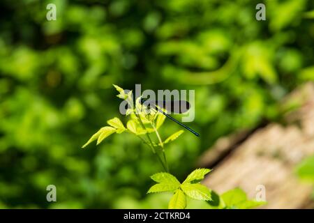 Un momento affascinante catturato: Una libellula delicatamente arroccata su una pianta, che mostra l'intricata bellezza della danza della natura Foto Stock