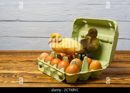 Neonato Duckling seduto sulle uova in un vassoio di carta verde Foto Stock