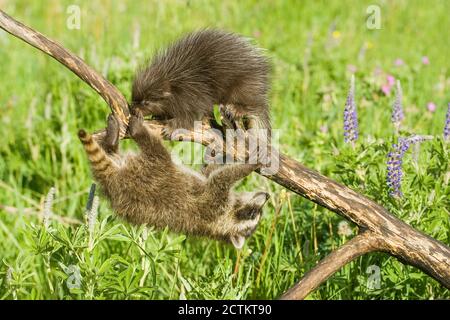 Bozeman, Montana, Stati Uniti. Giovane prigioniero comune Porcupine incontro giovane Raccoon su un log in prato. Foto Stock