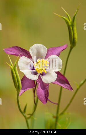 Issaquah, Washington, Stati Uniti. Collina rocciosa di montagna (Aquilegia caerulea). Foto Stock