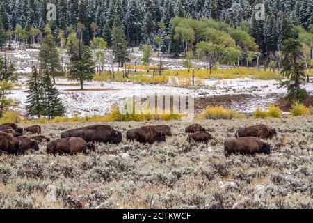 Parco nazionale di Yellowstone, Wyoming, Stati Uniti. Mandria di bisonte nella valle del Lamar dopo una nevicata all'inizio dell'autunno. Foto Stock