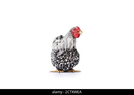 Pollo Wyandotte bianco isolato su una lampada da studio con sfondo bianco chiaro. Foto Stock