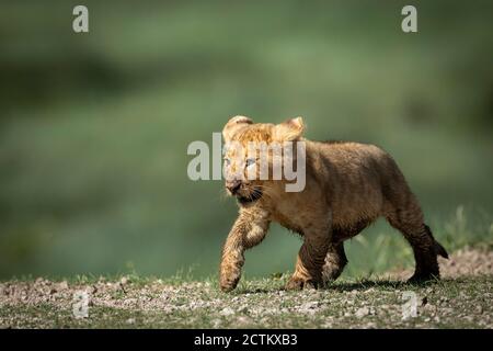 Piccolo leone bambino che cammina in Tanzania Foto Stock