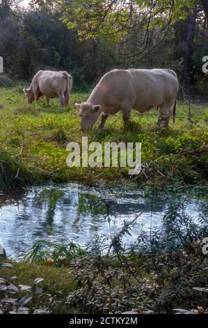 Mucche bianche, il pane Charolaise di bestiame che pascolano in un prato nel pittoresco villaggio di Giverny in Normandia, Francia. Foto Stock