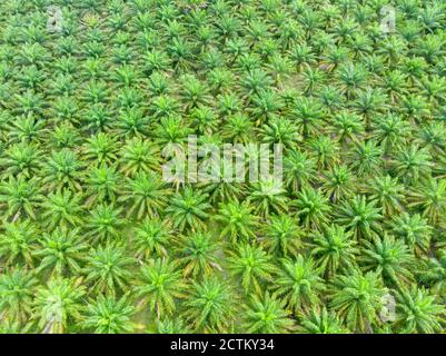 Vista dall'alto della piantagione di palme da olio al mattino. Foto Stock