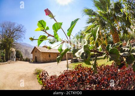 Una rosa fiorente in un bellissimo paesaggio a Santa Rosa de Quives, Lima - Perù. Foto Stock