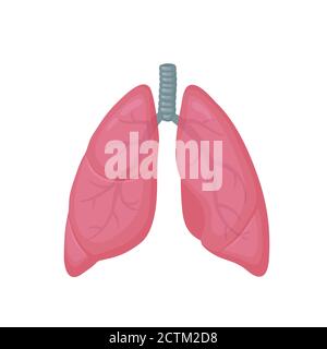 Illustrazione colorata del vettore di stile piatto dei polmoni umani. Icona organo interno, logo. Anatomia, concetto di medicina. Assistenza sanitaria. Isolato su sfondo bianco. Illustrazione Vettoriale