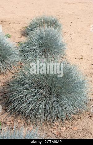 Festuca glauca Blu intenso ('Casblue') Foto Stock