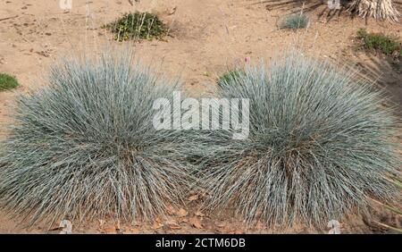 Festuca glauca Blu intenso ('Casblue') Foto Stock