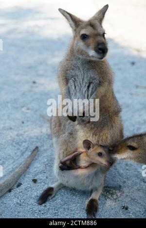 Cangorooh e bambino, animali, Australia Foto Stock