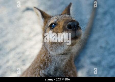 Cangorooh e bambino, animali, Australia Foto Stock